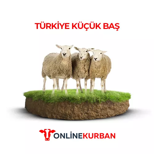 Türkiye Küçük baş Kurban